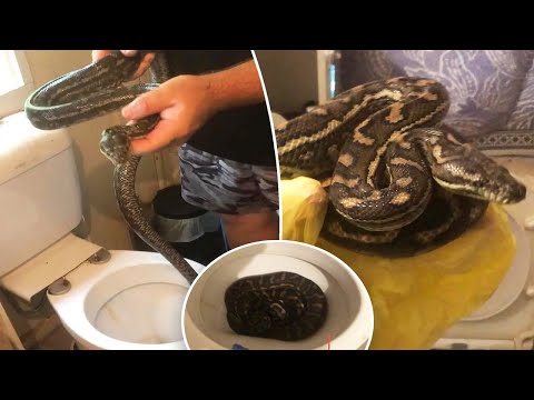 Pythons invaded shocked