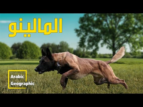 فيديو: ما هو الكلب تنفجر؟