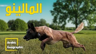 كلب المالينو من افضل كلاب الشرطة فى العالم | الحيوانات والحياة البرية