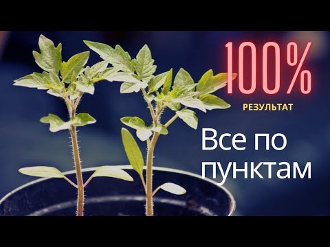 Крепкая и сильная рассада томатов.  100 результат!  Рассказываем, что делать по пунктам.