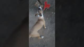 Hurricanes Kennels Dior Apbt Jeep Redboy And Rascal