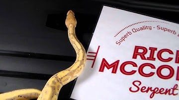 Coral Glow/ Banana Ball Python Het Pied