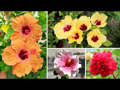 Video: Almindelige varianter af hibiscus: Hvad er de forskellige typer hibiscusplanter