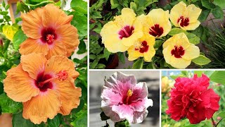 17 AMAZING Varieties of Hibiscus - My Collection!