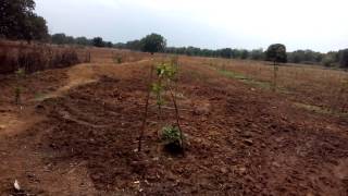 Nabard Ishara Sri Gayatri Vikas Samiti Wadi Video