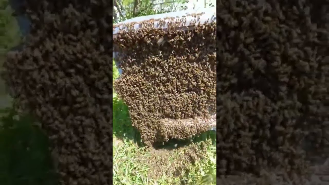 Купить Рой Пчел Цена