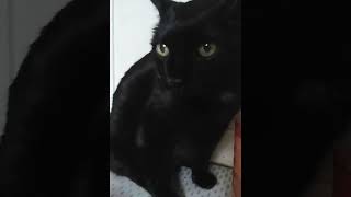 BLACK CAT, GAT PACKED, HARD HEAD, WIG SPLIT
