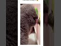 Discover The Secrets Of Being A Cat Lover 仆 Funny And Cute Cat Moments Discover The Secrets Of Being A Cat Lover 仆 Funny And Cute Cat Moments