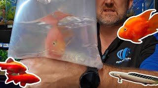 These fish look like they are smiling! :) Unboxing incredible blood parrots & more!