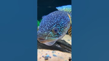 Cá lóc nữ hoàng #caloccanh #chana #chanafish