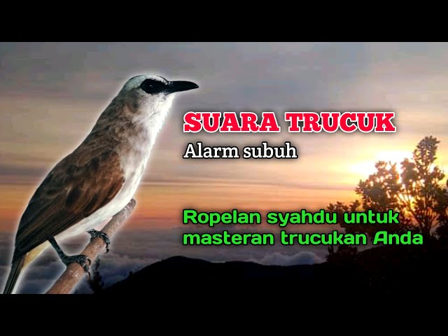 Suara Burung Trucuk Gacor Ropel Syahdu Alarm Subuh Untuk Masteran Trucukan Anda class=