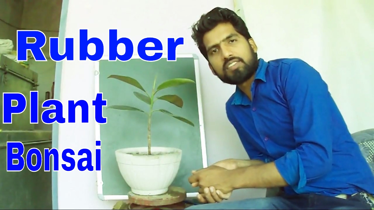 रबड़ प्लांट से बोन्साई शुरू करे / Start a Bonsai From Rubber Plant