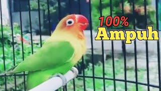 suara burung lovebird petarung agar rajin ngekek panjang | lb fighter