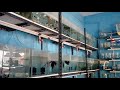Unboxing fishes import bettas arrived plakat dumbo ear full moon just 100₹ bettas start 20rs