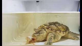 Live Feeding Common Snapping Turtle Cst With White Rat