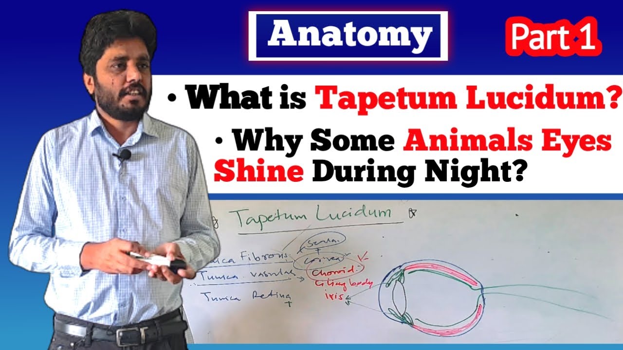 Tapetum Lucidum Dog Eye Structure Veterinary Anatomy Part 1 YouTube