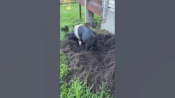 Mr.Shorty in garden #housepig #pig