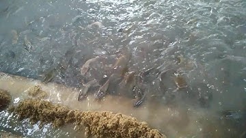 Ikan lele di bawah kandang ayam