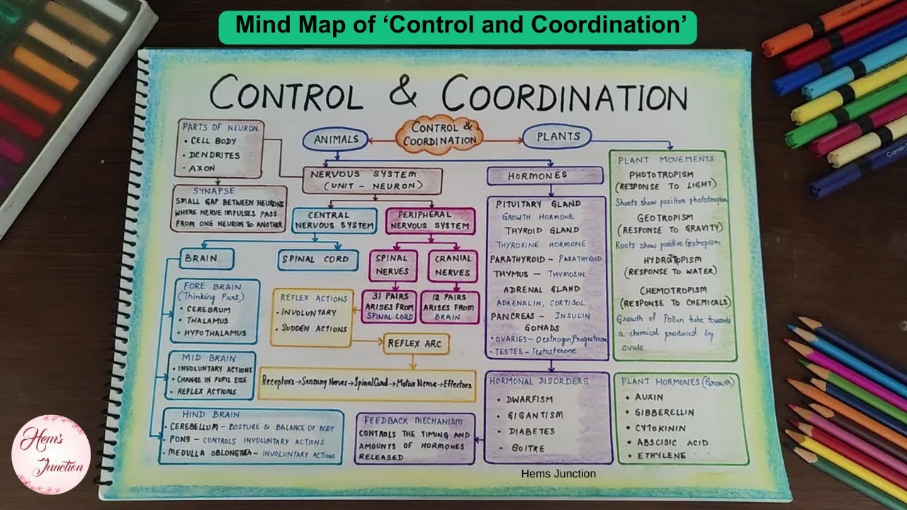Control and coordination chapter class 10 mind map youtube