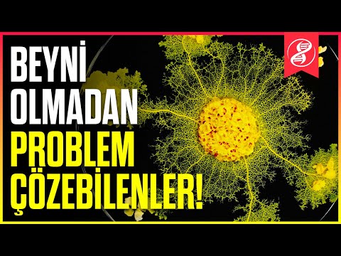 Video: Sarımsak Nasıl Kıyılır: 10 Adım (Resimlerle)