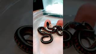 New Female Cali Red Sided Garters For My Males