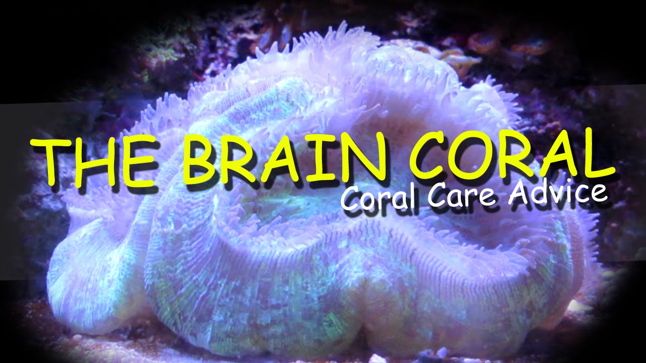 The Brain Coral Coral Care YouTube