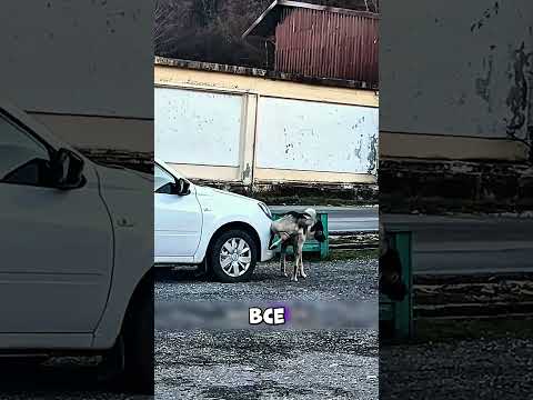 Обосновали автоваз😂🐕