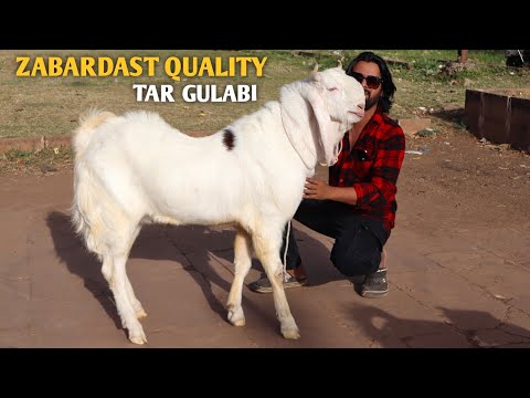 Zabardast Quality Gulabi