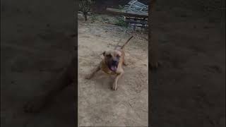 Apbt Dog El Diablo So Imp Frankey Plz Subscribe My Channel