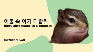 baby chipmunk in blanket