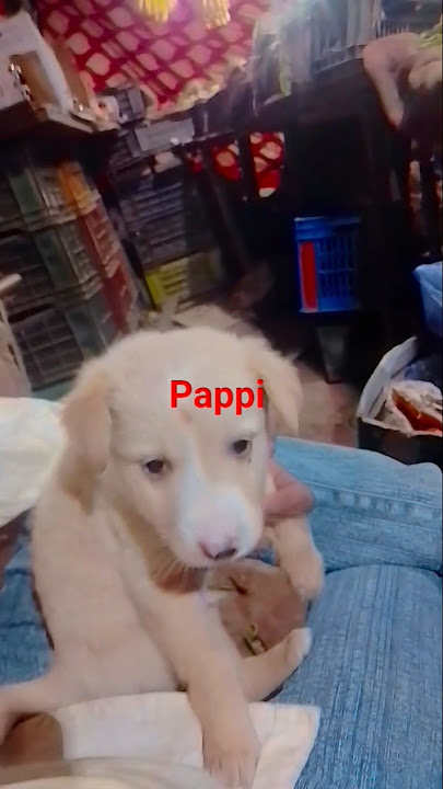 #tereliyehumhaijiye #song #hindisong #bollywood #nayenawelidulhanparpehledin