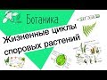 ЖИЗНЕННЫЕ ЦИКЛЫ СПОРОВЫХ РАСТЕНИЙ: ВОДОРОСЛИ, МХИ, ПАПОРОТНИКИ