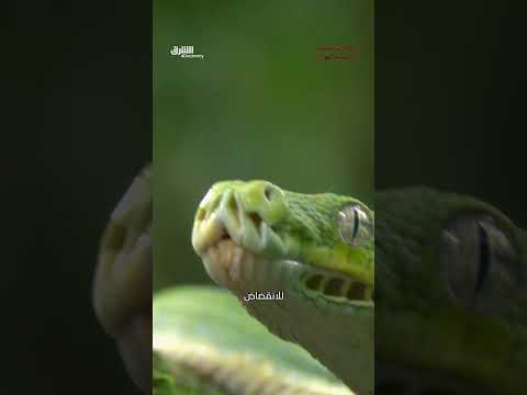 ابتلاع أفعى لببغاء: لحظة توثيق