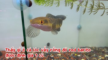 Thấy gì ở cá lóc vẩy rồng đỏ red barito được định giá 1 củ