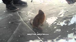Необычный улов