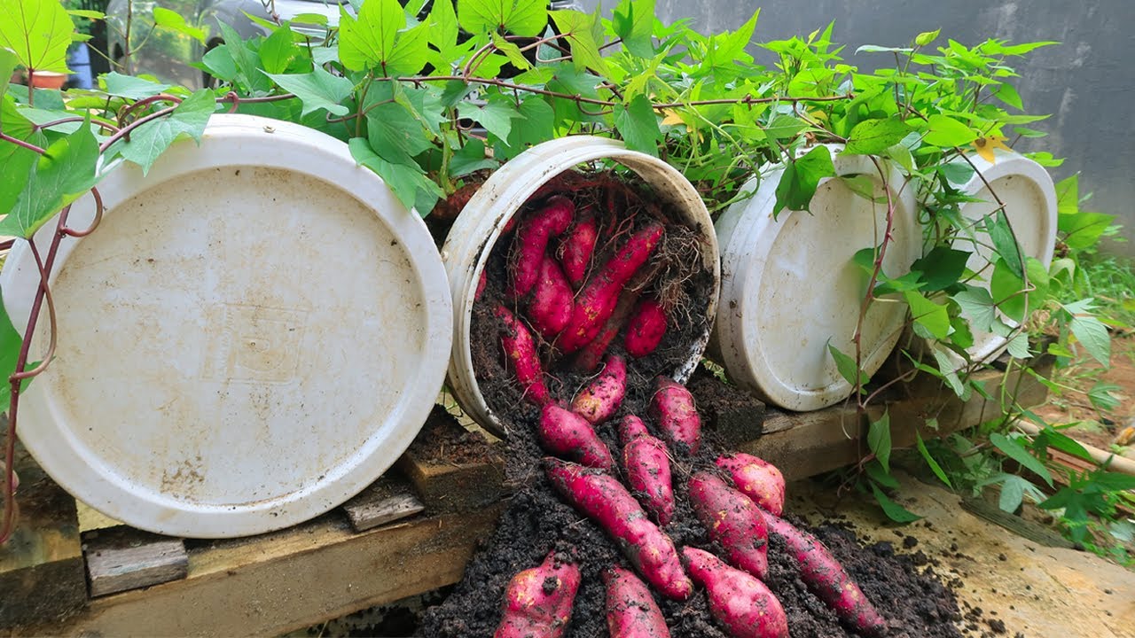 21 Best Tips to Grow Sweet Potatoes in a Bag  Simply OldFashioned