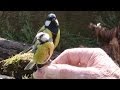 A Bird In The Hand -- Hand feeding garden birds.