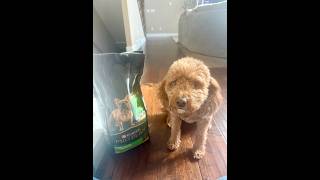 Is Purina Pro Plan Small Breed Dog Food Actually Good