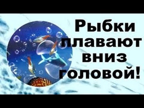 Рыбки плавают вниз головой! Неправильное кормление?