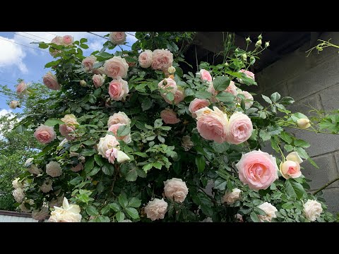 Плетистая роза（Эден Роуз）или Pierre de Ronsard( Пьер де Ронсар) 18.05.2020