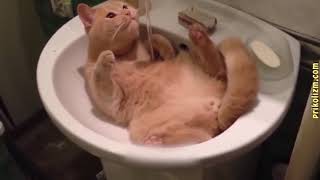 Приколы с котами и кошками для поднятия настроения! Подборка приколов и неудач со смешными котейками Приколы с котами и кошками для поднятия настроения! Подборка приколов и неудач со смешными котейками