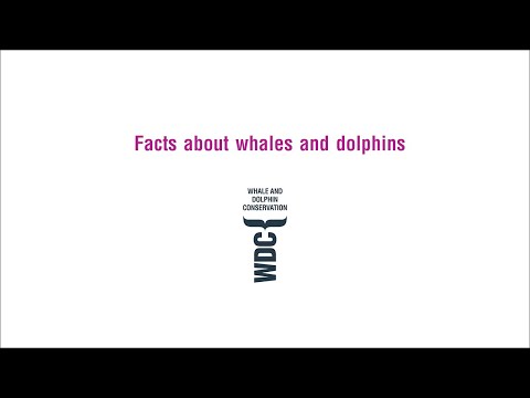 Facts about whales and dolphins | Whale and Dolphin Conservation