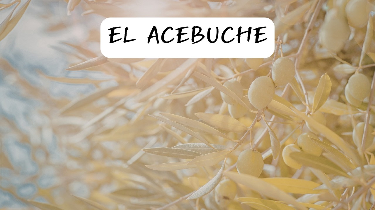 El Acebuche | Historia, Características y el Olivo Más Salvaje del Mediterráneo