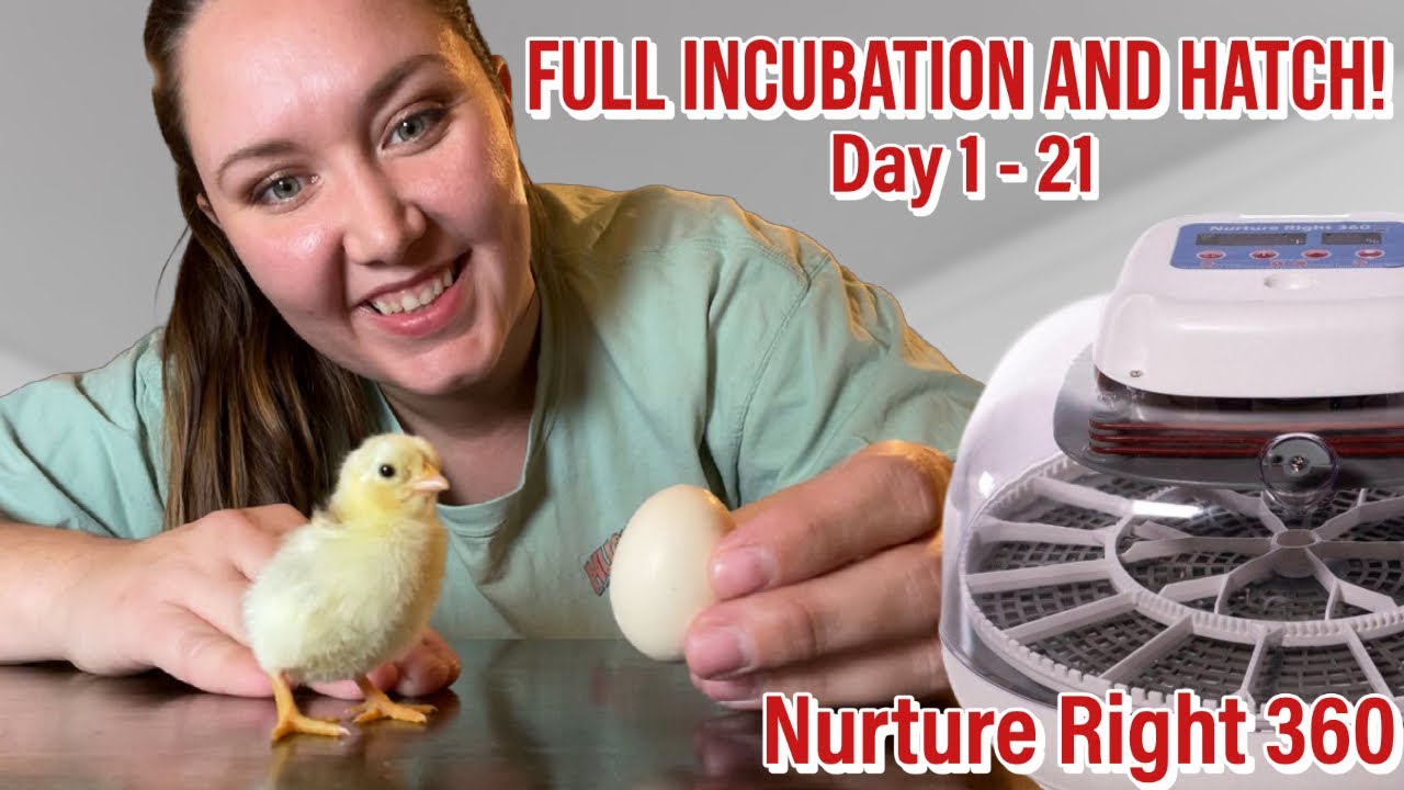 Incubating  Hatching the SMALLEST Chicken Breed from SHIPPED EGGS  Nurture Right 360 Incubator