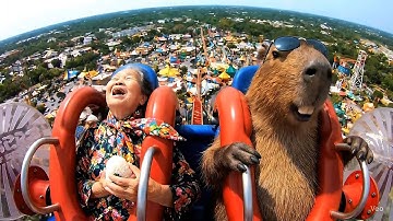 Tổng Hợp Những khoảnh khắc hài hước Capybara Dũng Cảm Giúp Đở Mọi Người Mới Nhất