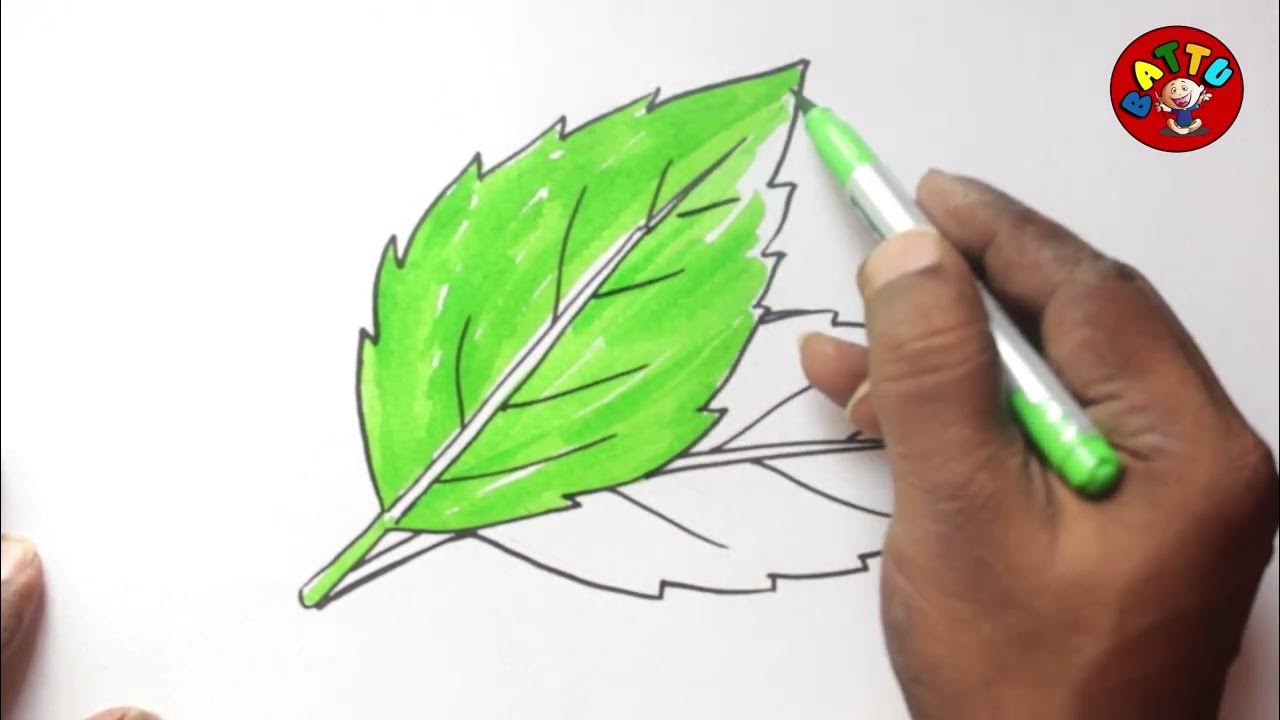 How to draw A mint leaf drawing easy and simple color drawing YouTube