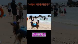 반려견 소변, 당신이 몰랐던 충격적인 진실!