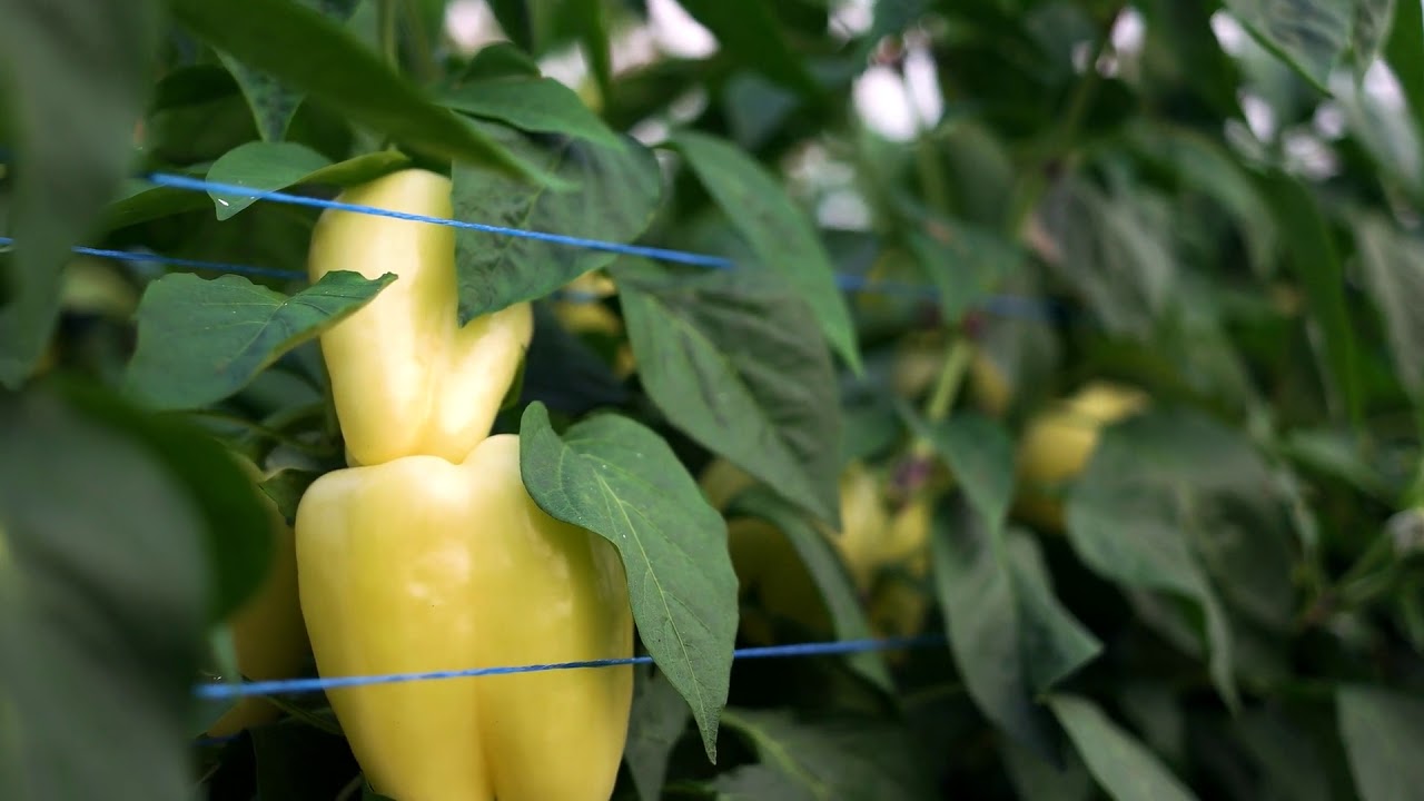 yellow peppers growing in the garden close up of ripe peppers growing
