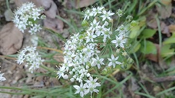 Thuốc bổ thận chữa các bệnh về thận tăng cường s.dục. cây Hẹ. Thảo Dược Việt Nam 