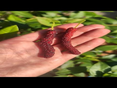 mulberry grafting #grafting